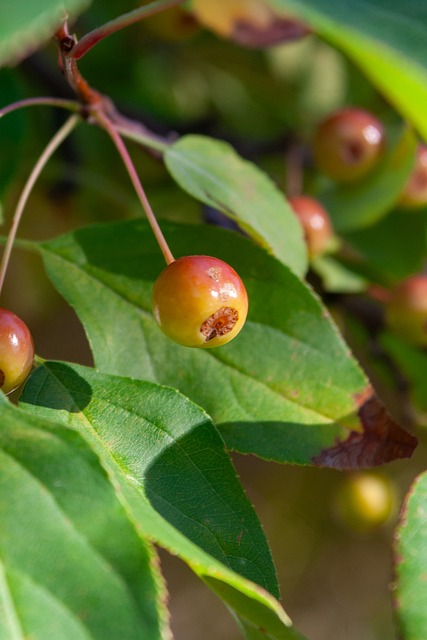 的進攻機會 的進攻機會